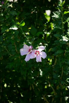 Pair of blooming hibiscus flowers on a flourishing bush