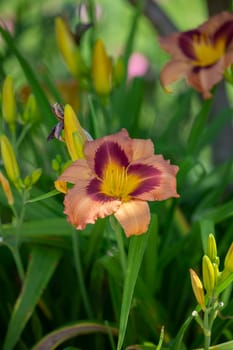 Healthy peach daylily blooming in a lush flowerbed