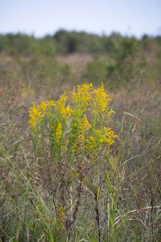 Bouquet of goldenrod plant (solidago) in an overgrown meadow