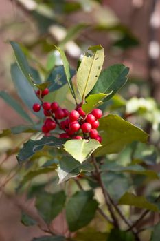 Branch of American holly (Ilex opaca) berries and leaves