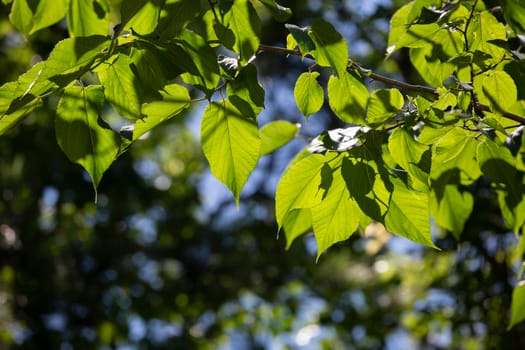 Vibrant green leaves hanging from tree branches on a blue day