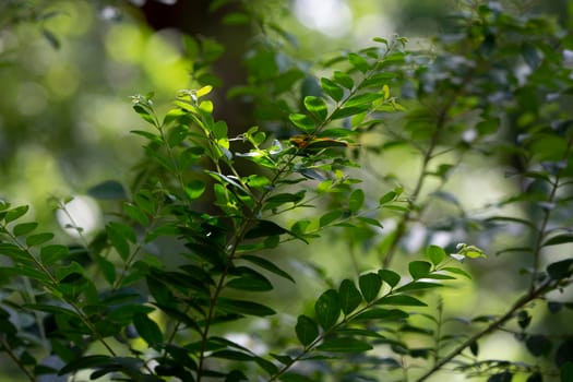 Close up of the bright green leaves of a bush