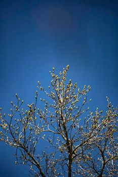 Pollen growing on a bare tree on a nice, blue day