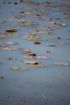 Lily pads scattered throughout the surface of a lake