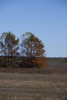 Small grove of trees in a meadow filled with dead and drying grass