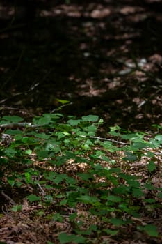 Green overgrowth covering the opening of a forest floor