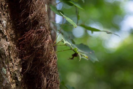 Close up of poison ivy growing down a tree