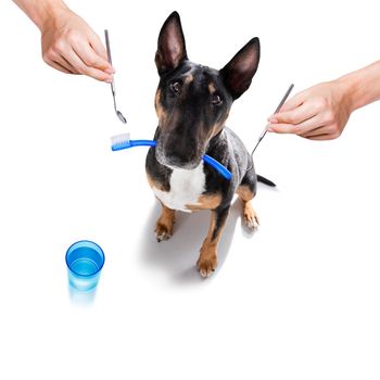 bull terrier dog holding a toothbrush with mouth , isolated on white background at dentist