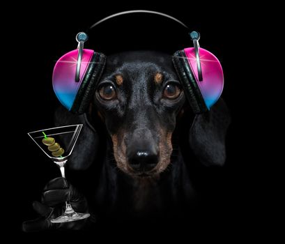 cool dj sausage dachshund  dog listening or singing to music  with headphones and mp3 player isolated on black dramatic dark background