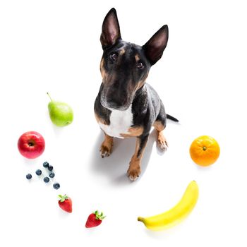 dog with guilty conscience  for overweight, and to loose weight , isolated on white background and fresh vegan vegetarian fruit around