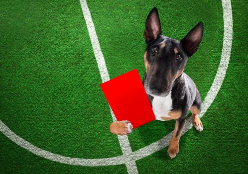 referee arbitrator umpire bull terrier showing red card,  isolated on white background