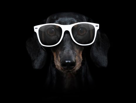 sausage dachshund dog isolated on black dark dramatic background looking at you frontal,wearing white glasses