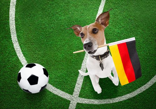 soccer jack russell terrier  dog playing with leather ball  , on football grass field