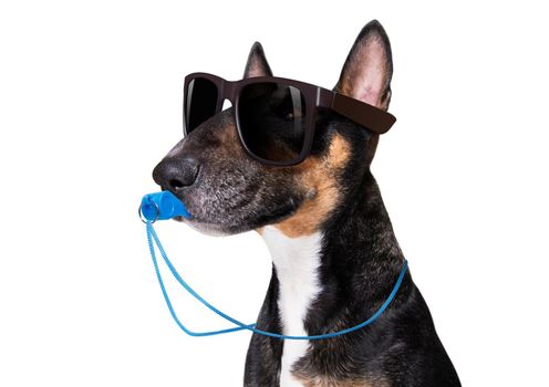 referee arbitrator umpire bull terrier dog blowing blue whistle in mouth ,  isolated on white background