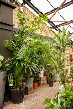 Display of plants and small trees inside shop. Variety of fresh plants on ceramic and clay pots for sale inside store. Houseplants and nature
