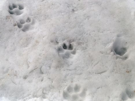 Traces of dog on thawed muddy snow on spring day.