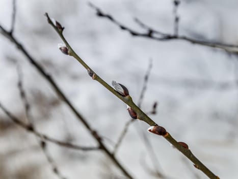 Branches of willow with fluffy buds against background of white snow. Selective focus