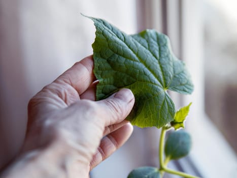 Large green cucumber leaf in hand. Selective focus