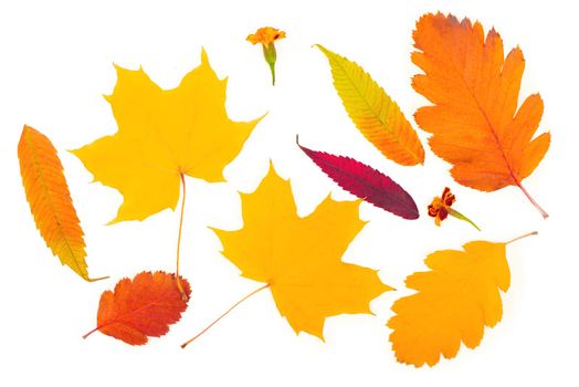 autumn background of fall leaves on the white background.