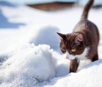 Cute kitten walks in the snow in winter. A brown cat makes its way through the snowdrifts. The pet walks on the white snow in winter.