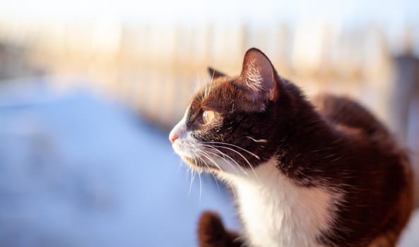 A cute kitten sits on a wooden fence outside in winter. A brown, fluffy cat basks in the sun in winter. 