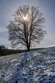 Beautiful tree with sunlight and shadows, wintertime at Bergisches Land, Germany