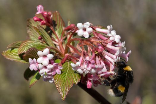 Buff-tailed Bumblebee (Bombus terrestris) on viburnum