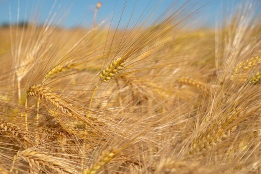 Close up image of a corn field on a sunny day