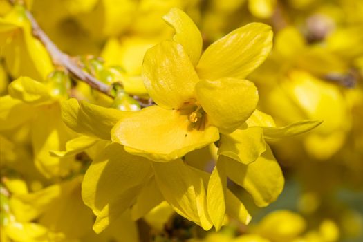 Forsythia (Forsythia × intermedia), flowers of springtime