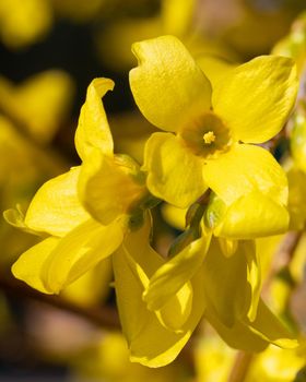 Forsythia (Forsythia × intermedia), flowers of springtime