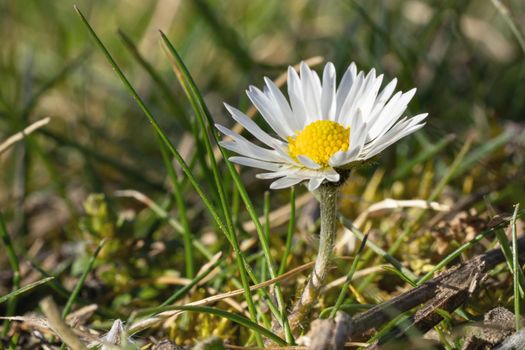Common daisy (Bellis perennis), close up image of the flower head