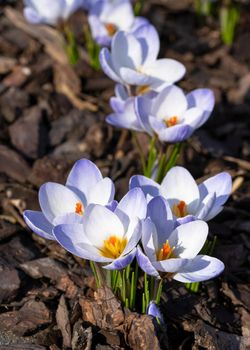 Crocus, close up image of the flowers of
 spring