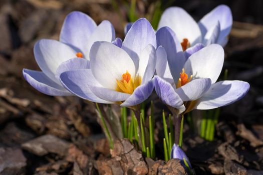 Crocus, close up image of the flowers of
 spring