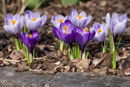 Crocus, close up image of the flowers of
 spring