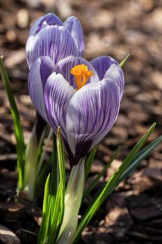 Crocus, close up image of the flowers of
 spring