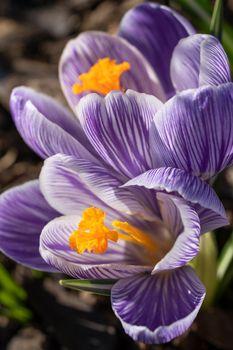 Crocus, close up image of the flowers of
 spring