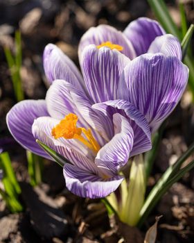 Crocus, close up image of the flowers of
 spring