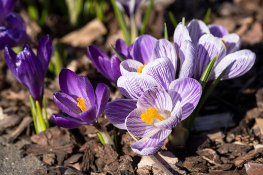 Crocus, close up image of the flowers of
 spring
