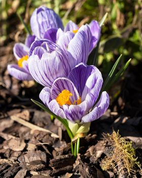 Crocus, close up image of the flowers of
 spring