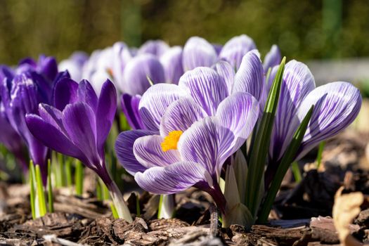 Crocus, close up image of the flowers of
 spring