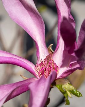 Tulip magnolia (Magnolia liliiflora), close up image of the flower head