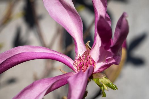 Tulip magnolia (Magnolia liliiflora), close up image of the flower head