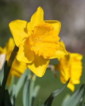 Daffodil (Narcissus pseudonarcissus), flowers of springtime