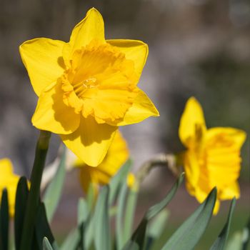 Daffodil (Narcissus pseudonarcissus), flowers of springtime