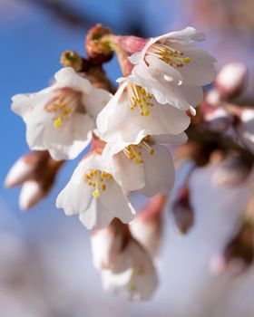 Fuji cherry Kojou-no-mai (Prunus incisa), close up of the flower head