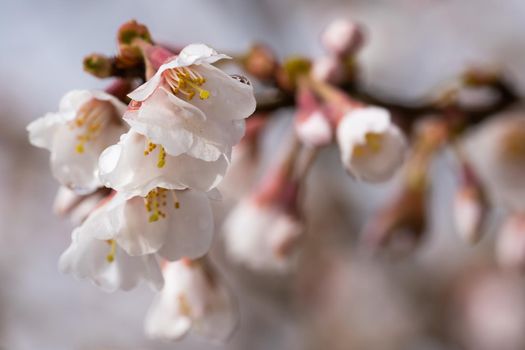 Fuji cherry Kojou-no-mai (Prunus incisa), close up of the flower head