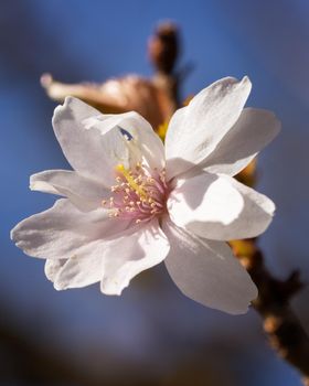 Higan cherry (Prunus subhirtella), close up of the flower head