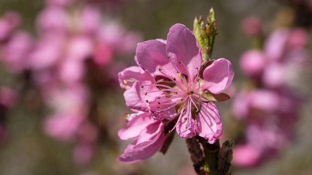 Nectarine tree(Prunus persica), close up of the flower head