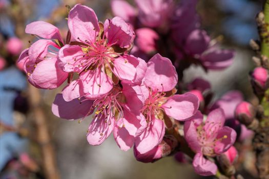 Nectarine tree(Prunus persica), close up of the flower head
