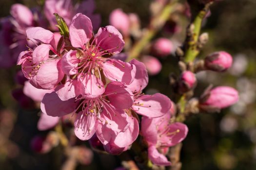 Nectarine tree(Prunus persica), close up of the flower head